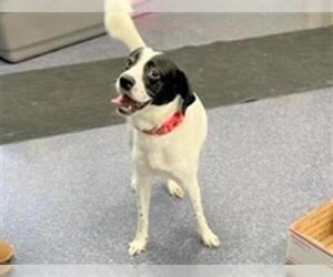 Pointer Dogs for adoption in Anchorage, AK, USA