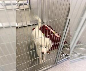 Great Pyrenees Dogs for adoption in West Valley, UT, USA