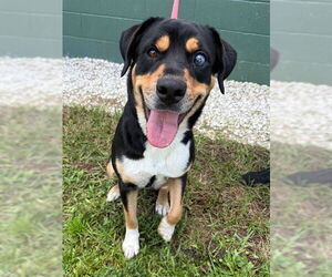Labrador Retriever-Unknown Mix Dogs for adoption in Naples, FL, USA
