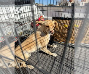 Chihuahua-Unknown Mix Dogs for adoption in Grafton, WI, USA