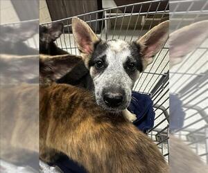 German Shepherd Dog-Huskies Mix Dogs for adoption in Conroe, TX, USA