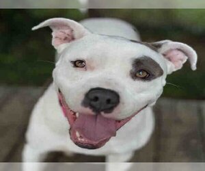 American Pit Bull Terrier Dogs for adoption in Easton, MD, USA