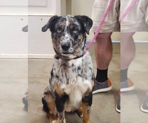 Catahoula Leopard Dog-Unknown Mix Dogs for adoption in Amarillo, TX, USA