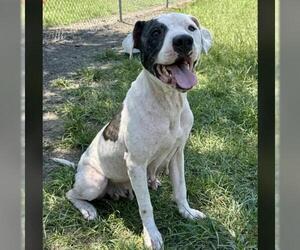 Boxer-Pointer Mix Dogs for adoption in Conroe, TX, USA