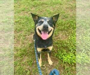 Mutt Dogs for adoption in Abbeville, LA, USA