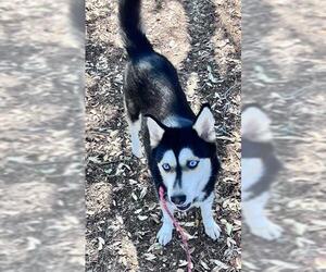 Siberian Husky Dogs for adoption in San Antonio, TX, USA