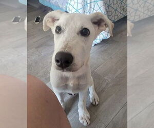 Labrenees Dogs for adoption in Dallas, TX, USA