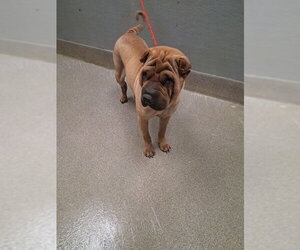 Chinese Shar-Pei-Unknown Mix Dogs for adoption in Las Vegas, NV, USA