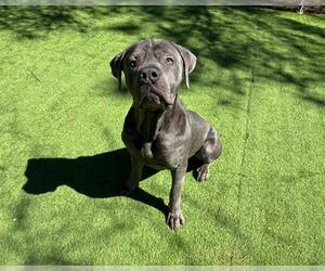 Mutt Dogs for adoption in Raleigh, NC, USA