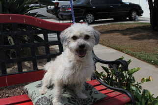 Medium Photo #1 Havashu Puppy For Sale in Newport Beach, CA, USA