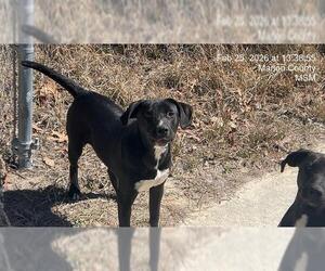 Labrador Retriever-Unknown Mix Dogs for adoption in Ocala, FL, USA