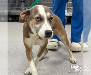 Labrador Retriever-Unknown Mix Dogs for adoption in Washington, DC, USA