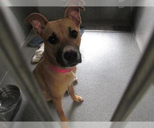 Boxer-Unknown Mix Dogs for adoption in Orange, CA, USA