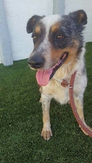 Texas Heeler Dogs for adoption in Tempe, AZ, USA