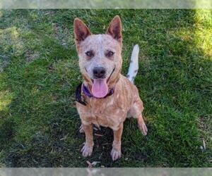 Mutt Dogs for adoption in San Clemente, CA, USA