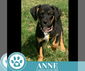 Beagle-Unknown Mix Dogs for adoption in Kimberton, PA, USA