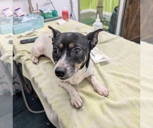 Chihuahua-Unknown Mix Dogs for adoption in Chico, CA, USA