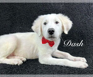 Great Pyrenees-Unknown Mix Dogs for adoption in Grafton, WI, USA