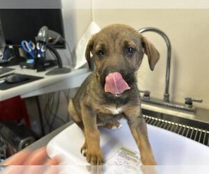 German Shepherd Dog-Unknown Mix Dogs for adoption in Visalia, CA, USA