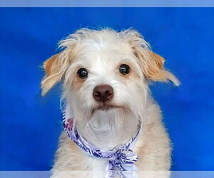 Mutt Dogs for adoption in Pasadena, CA, USA