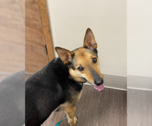 Collie-German Shepherd Dog Mix Dogs for adoption in Bolivar, MO, USA