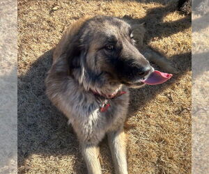 Anatolian Shepherd-Unknown Mix Dogs for adoption in Vail, AZ, USA
