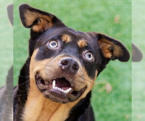 Labrador Retriever-Unknown Mix Dogs for adoption in Canton, CT, USA