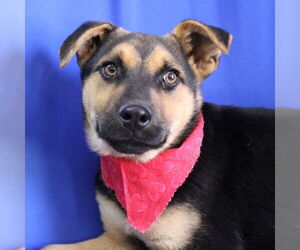 German Shepherd Dog-Unknown Mix Dogs for adoption in Minneapolis, MN, USA