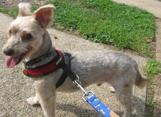 Mutt Dogs for adoption in East Brunswick, NJ, USA