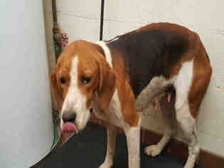 Treeing Walker Coonhound Dogs for adoption in Waynesville, NC, USA