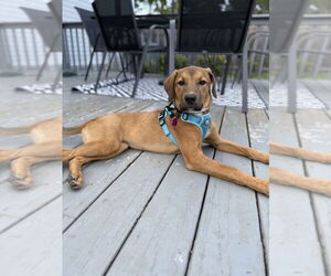 Labrador Retriever-Unknown Mix Dogs for adoption in Mundelein, IL, USA