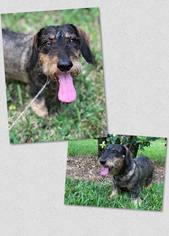 Dachshund Dogs for adoption in Naples, FL, USA