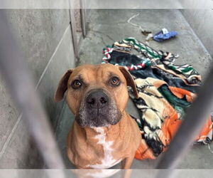 American Pit Bull Terrier Dogs for adoption in Pasadena, CA, USA