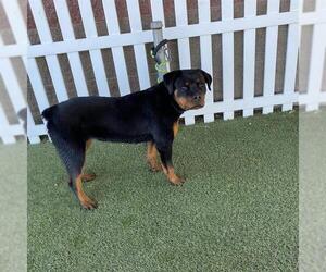 Rottweiler Dogs for adoption in Modesto, CA, USA