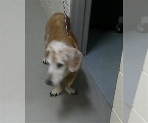 Medium Photo #1 Doxle Puppy For Sale in Sanford, FL, USA