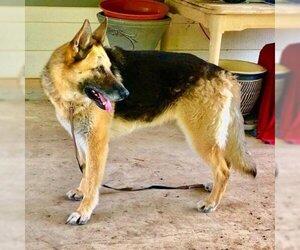 German Shepherd Dog Dogs for adoption in Von Ormy, TX, USA