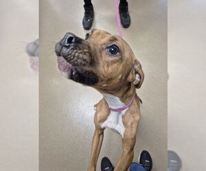 American Pit Bull Terrier Dogs for adoption in Decatur, IL, USA