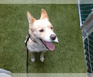 Siberian Husky-Unknown Mix Dogs for adoption in Downey, CA, USA