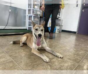 Carolina Dog Dogs for adoption in Raleigh, NC, USA