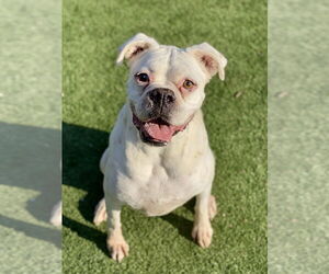 Boxer Dogs for adoption in Austin, TX, USA