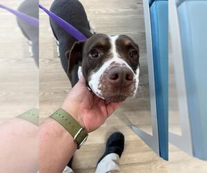 Mutt Dogs for adoption in Pearland, TX, USA