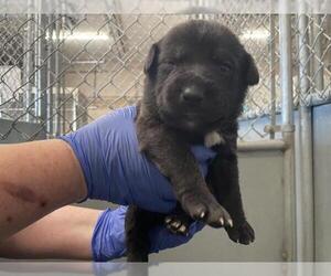 Mutt Dogs for adoption in HESPERIA, CA, USA