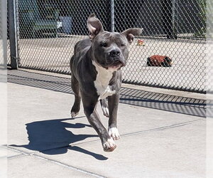 American Pit Bull Terrier Dogs for adoption in Denver, CO, USA