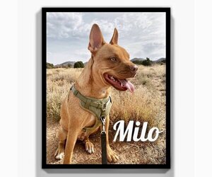 Basenji-Bulldog Mix Dogs for adoption in Orange, CA, USA