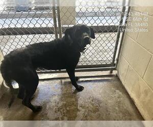 American Pit Bull Terrier Dogs for adoption in Ocala, FL, USA