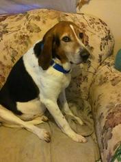 Treeing Walker Coonhound Dogs for adoption in Richmond, IN, USA