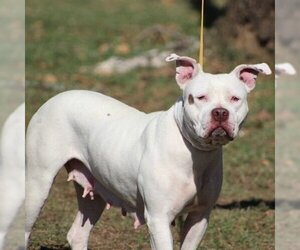 American Pit Bull Terrier-Unknown Mix Dogs for adoption in Conway, AR, USA