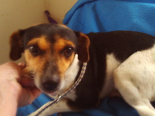 Rat Terrier Dogs for adoption in Bonifay, MO, USA