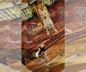 Shiba Inu-Unknown Mix Dogs for adoption in Woodland Hills, CA, USA