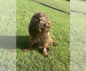 Goldendoodle (Miniature) Dogs for adoption in Grovetown, GA, USA